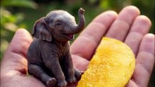 Pets Life #petslifeTiny Elephant Steals Mango 🥭🐘 | Cute Funny Animal Story