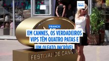 Festival de Cannes: cães-polícia sobem a escadaria para farejar narcóticos