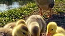 Baby Ducklings Eating From My Hand 🐥🦆 _ Mama Duck Protecting Babies 💛#duck