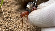 #reels #viral #trending #ant #fyp #shorts
