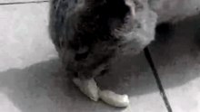 ​Cheese for the cat