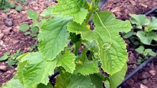 The bane of melons: disease