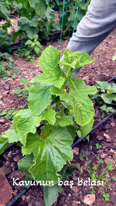 The bane of melons: disease