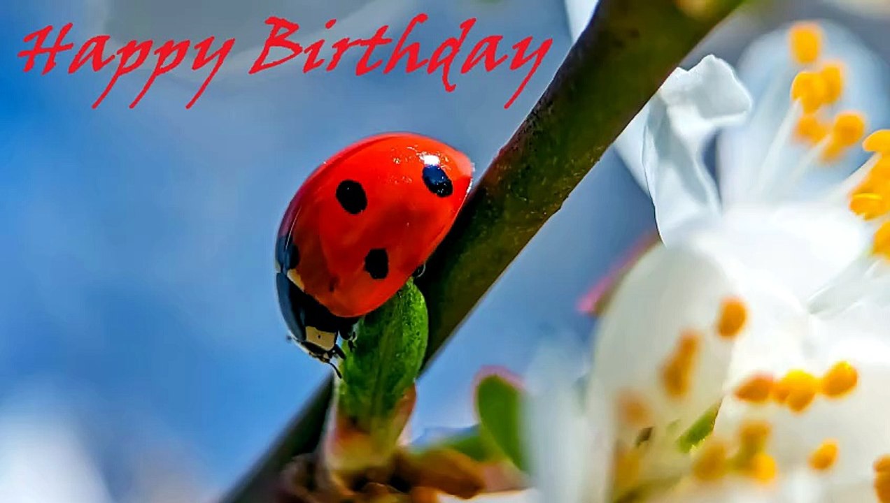 Sean Ferree - Happy Birthday (Official Music Video)