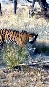Wild Bengal Tiger Chases and Catches Agile White Bird in Safari Encounter