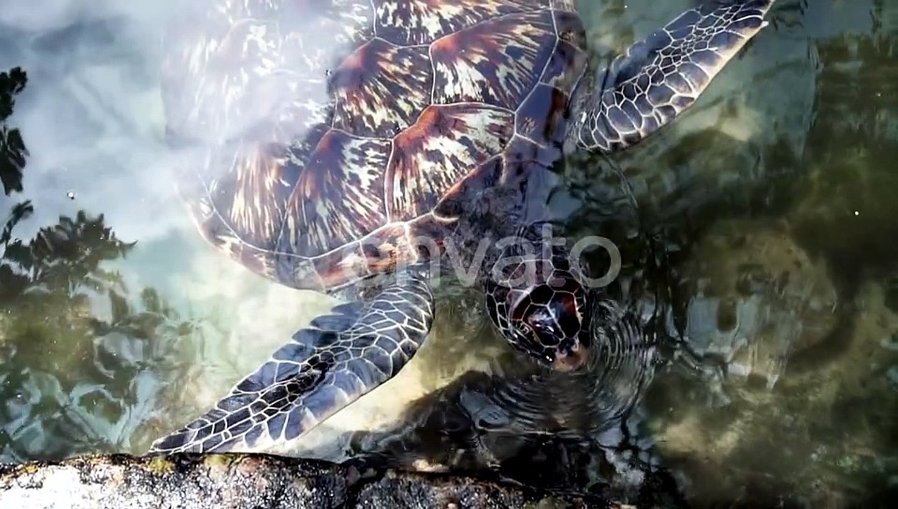 Slow motion clip of a sea turtle swimming near the shore. Shot above the sea level.