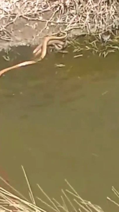 Snake mating | Explore the beauty of Nature | Nature with Amit