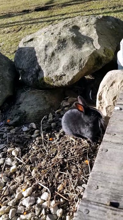 Found a couple of void floofs hanging out by the porch doing void floof things. | #SparklegleamFarm #Bunny #farm #rabbit #farmanimals #cute