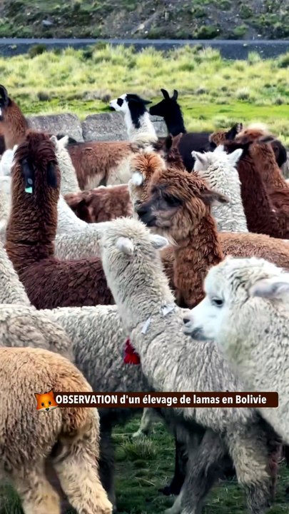 OBSERVATION d'un élevage de lamas en Bolivie