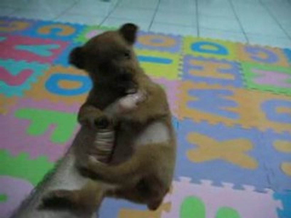 And More Puppy Stuff