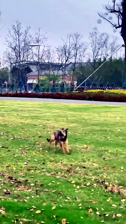 High-Energy Pups: A Dynamic Tale of Play