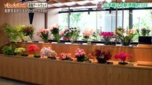 午後もじゅん散歩   動画　2026年05月15日 バラエティ 動画 Varietydouga.org