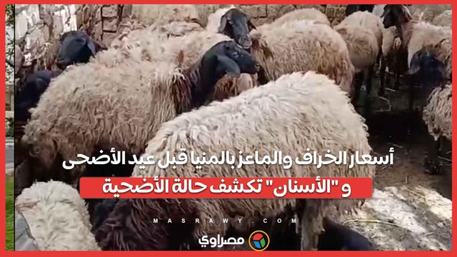 أسعار الخراف والماعز بالمنيا قبل عيد الأضحى.. و الأسنان تكشف حالة الأضحية...