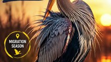 Migration des Hérons : Le Grand Voyage vers le Sud 🐦🌅 | Saison de Migration en South
