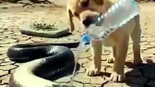 🔥 جرو صغير ينقذ أفعى عملاقة في الصحراء  لحظات لا تُصدق!