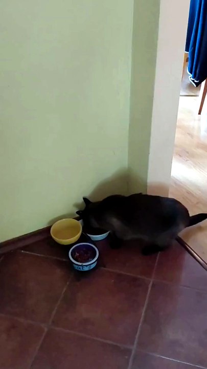 This isn’t my cat, but she clearly feels at home here🐾 #cats #funnycats #catlovers