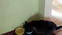 This isn’t my cat, but she clearly feels at home here🐾 #cats #funnycats #catlovers
