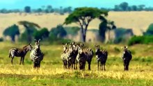 Most Insane Animal Fights Ever Caught on Camera  Wild Animals - WILD HAWK