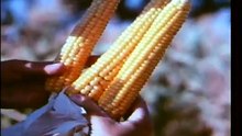 1978 - La production céréalière en Algérie إنتاج الحبوب في الجزائر