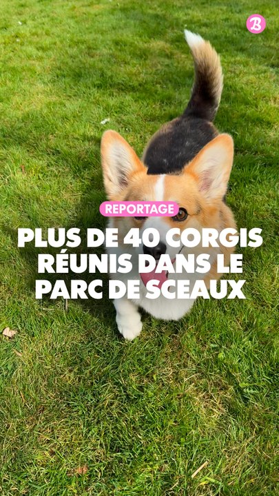 Reportage : Plus de 40 corgis réunis dans le parc de sceaux
