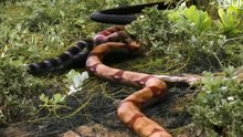 🐍🐍Countless small snakes swarmed out to seek revenge on the giant lizard! #巨蜥 #VaranusPriscus #优酷电影 #youkumovie