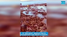 El “pez pene” aparece tras la ciclogénesis que afectó a Chubut