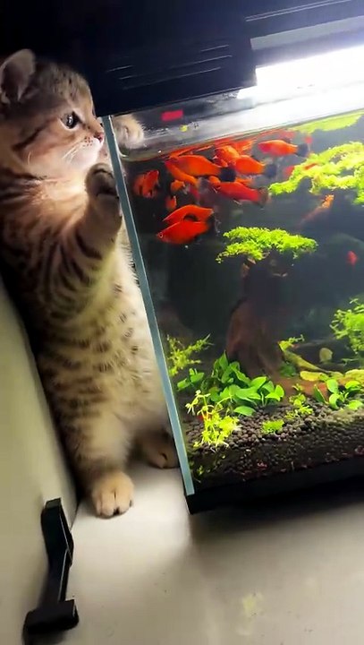 Quand on élève chat et poisson ensemble 🐱🐟