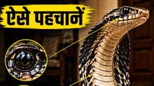 Venomous Snake की पहचान कैसे करें? जानिए Snake Eyes और Head Shape के Dangerous Signs