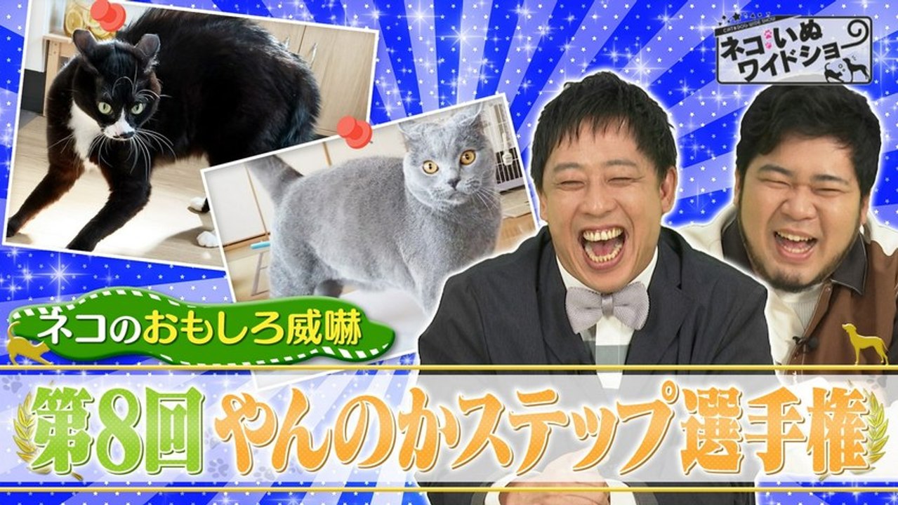 ネコいぬワイドショー ネコのおもしろ威嚇！やんのかステップ選手権／古都・京都で出会う「金継ぎ教...