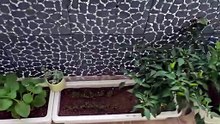 My little garden