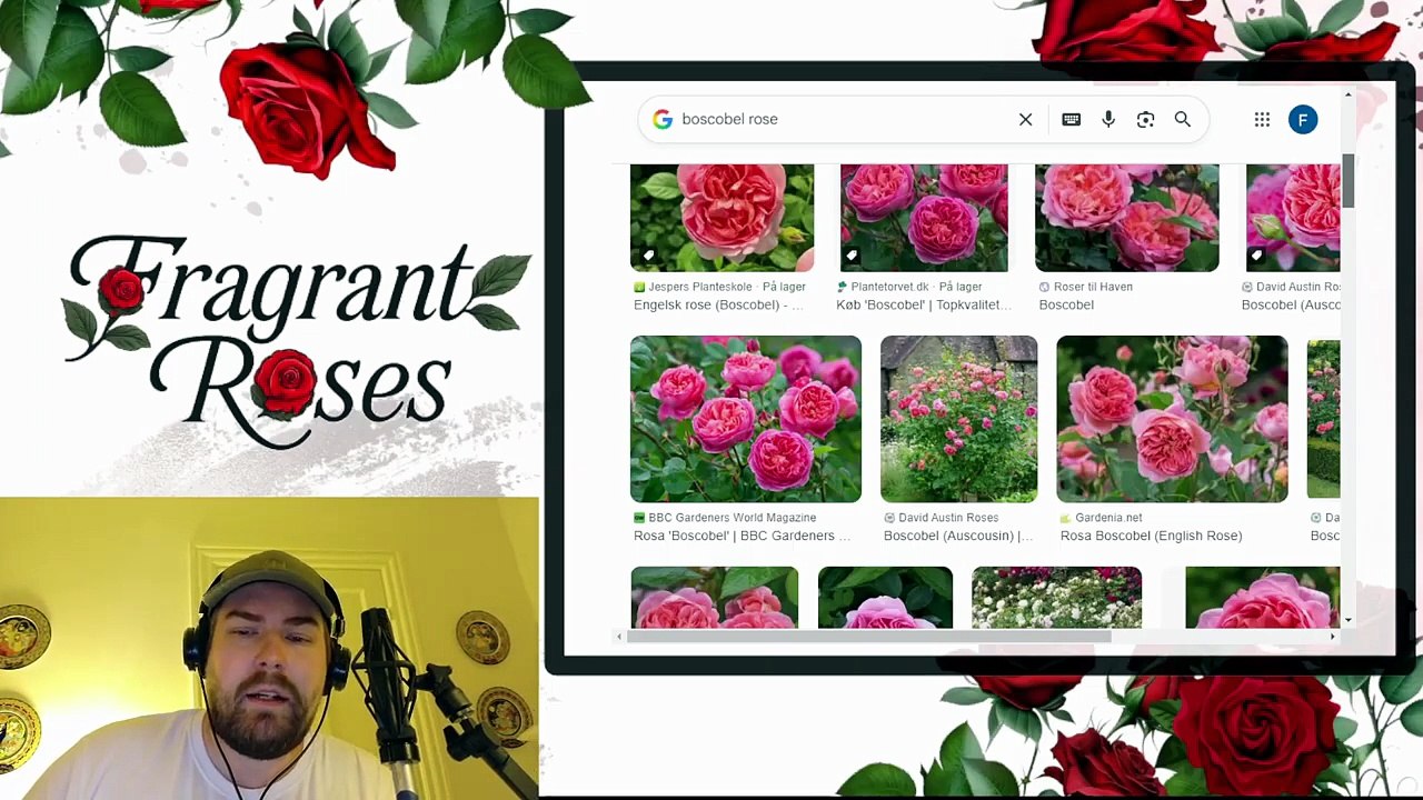 The Roses That Changed My Garden: Top 65 Ranked 2025
