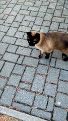 To come back home or not to come back home - That is the question :) #cats #funnycats #catlovers