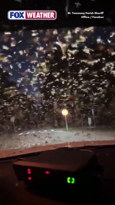 🌌 Des millions de termites envahissent le ciel de la Nouvelle-Orléans : la vidéo incroyable d'un adjoint du shérif