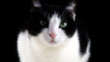 Video_TestModerationPlatformWhitelist_2026-05-15T19:01:42