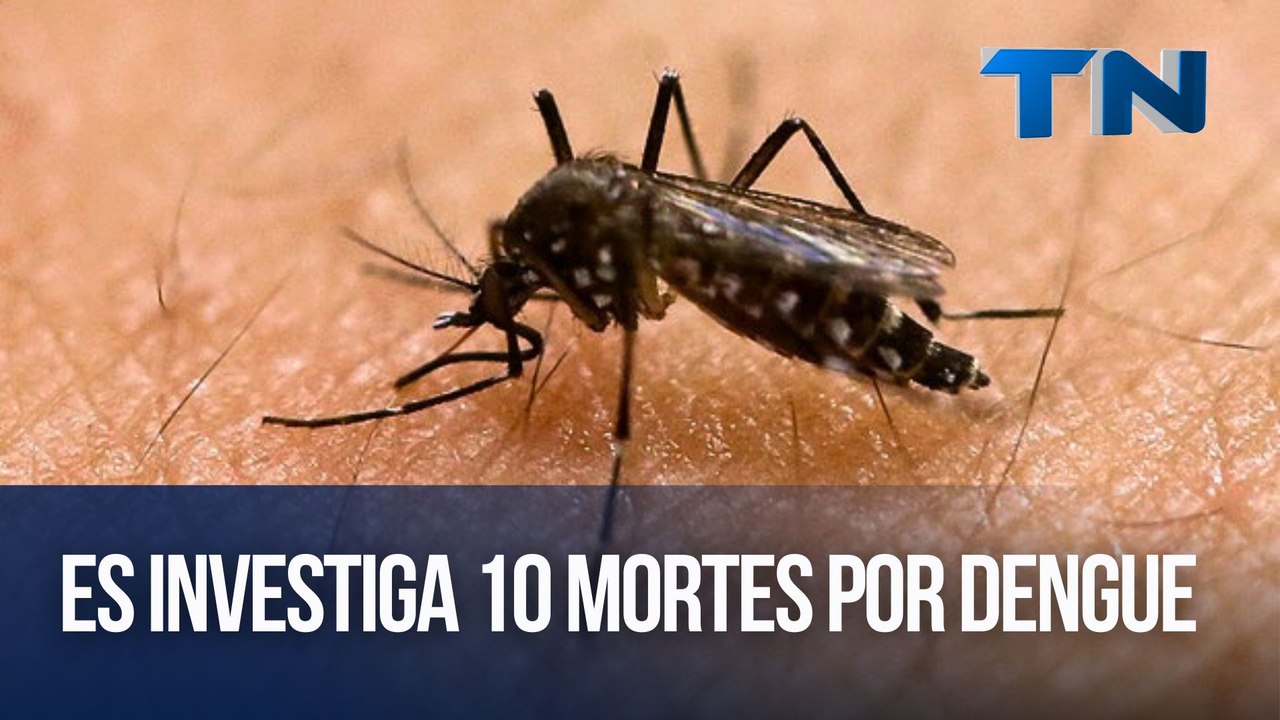 ES investiga 10 mortes por dengue