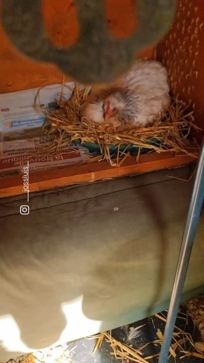 @_jossluis_ nous présente Paige, l’infatigable super poule pondeuse de son poulailler !