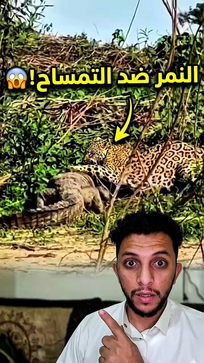 صدمة في عالم الحيوان.. الفهد يكسر هيبة التمساح!...
