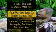 Inicio a ''Dinosaurio (2000)'' Pirata Princo 4x DVD-R (Latinoamérica)