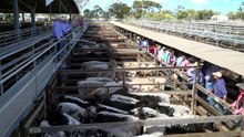 Calls for drought declaration as southern Queensland graziers begin to destock