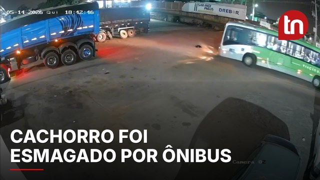Cachorro morre atropelado por ônibus enquanto dormia em pátio de empresa em Sarandi