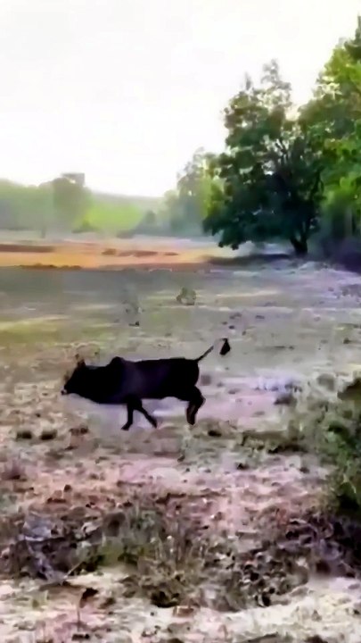 Incredible Wildlife Rescue: Brave Human Saves Cow From Deep Forest Predator Attack
