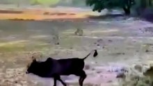 Incredible Wildlife Rescue: Brave Human Saves Cow From Deep Forest Predator Attack
