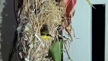 Olive-backed Sunbird (Tamsi) Resting in its Amazing Woven Nest
