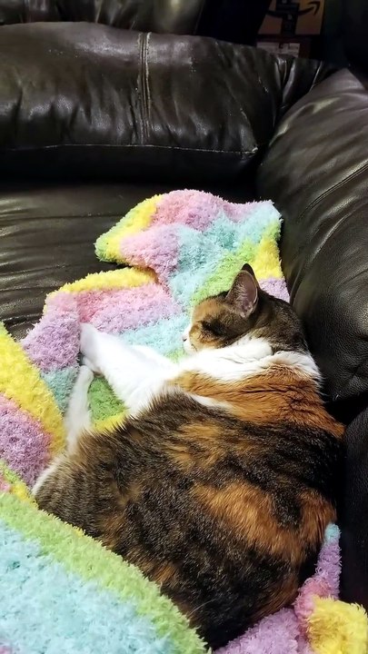 Elsie somehow managed to lay claim to the entire couch despite being nowhere near that big. | #SparklegleamFarm #Elsie #homestead #LadyChunkerella #cats #catlife #cute