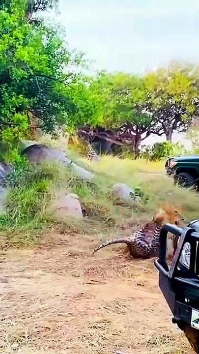 Lion Hunts Leopard Brutal Wild Clash