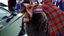 A Sami Wedding (Heajastallan) - Season 1 - Episode 02: The Proposal Ceremony Eng Sub [Full Movie]