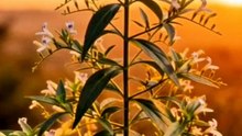 The King Of Bitter | Benefits | Nature Plant
