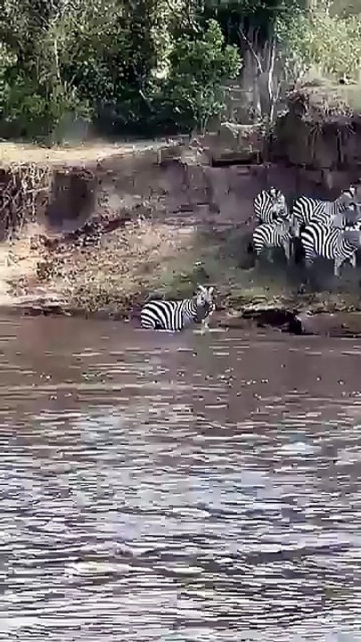 A crocodile mangles a zebra's snout  🔥
