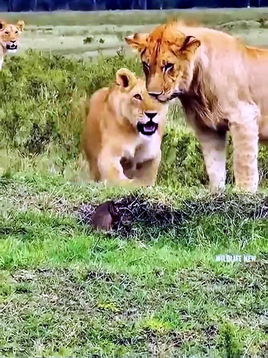 🔥 This fearless little mongoose putting on a fiery display of aggression, standing its ground against an entire pride of lions in the African savannah.  🔥