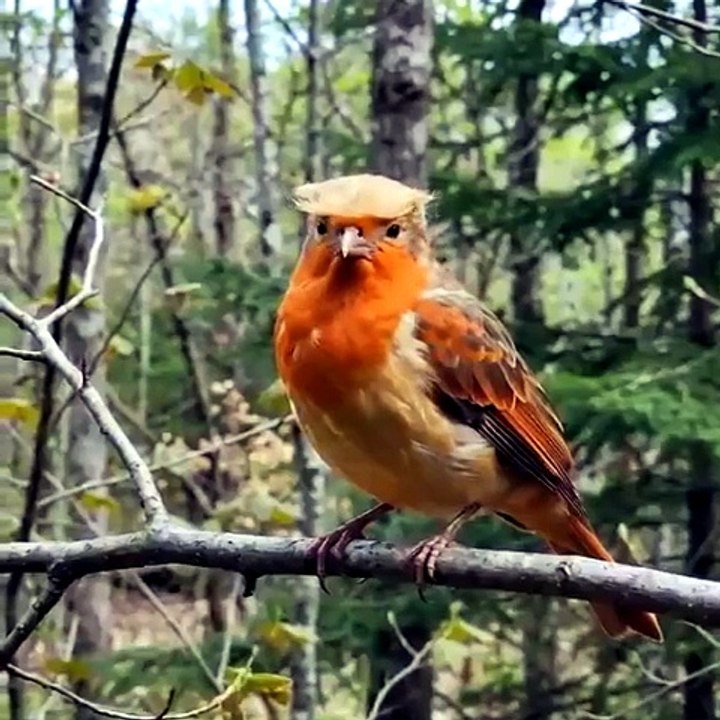 If this bird filed a paternity lawsuit against President Trump, it would win 100%. 🤣🤣